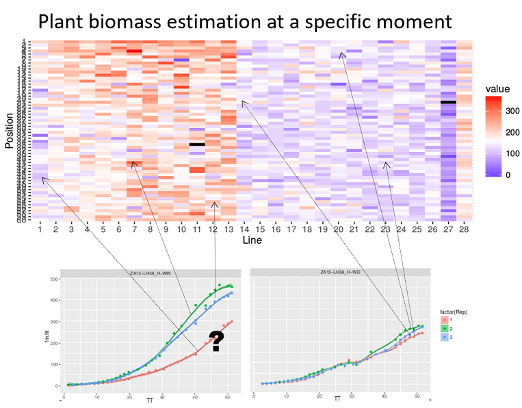 Heatmap of the biomass estimated at a specific time point (with a color gradient) of each plant according to its location in the platform (line, position). Well-watered (WW) treatment on the left, water deficit (WD) on the right. The plots show the biomass time courses for a given genotype (3 repetitions in each treatment). The question is whether the red growth curve on the left corresponds to an outlier plant (e.g. a seed problem) or whether this slow growth is due to the plant's location in the platform (PhenoArch Platform, INRAE). *Courtesy: Llorenç Cabrera-Bosquet and Santiago Alvarez Prado.*